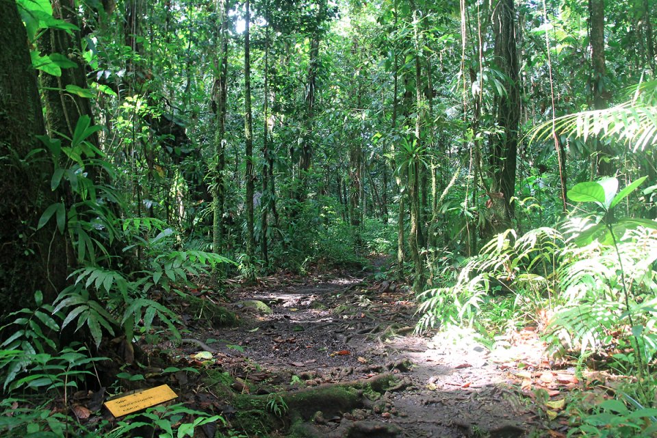 On se croirait dans la jungle !