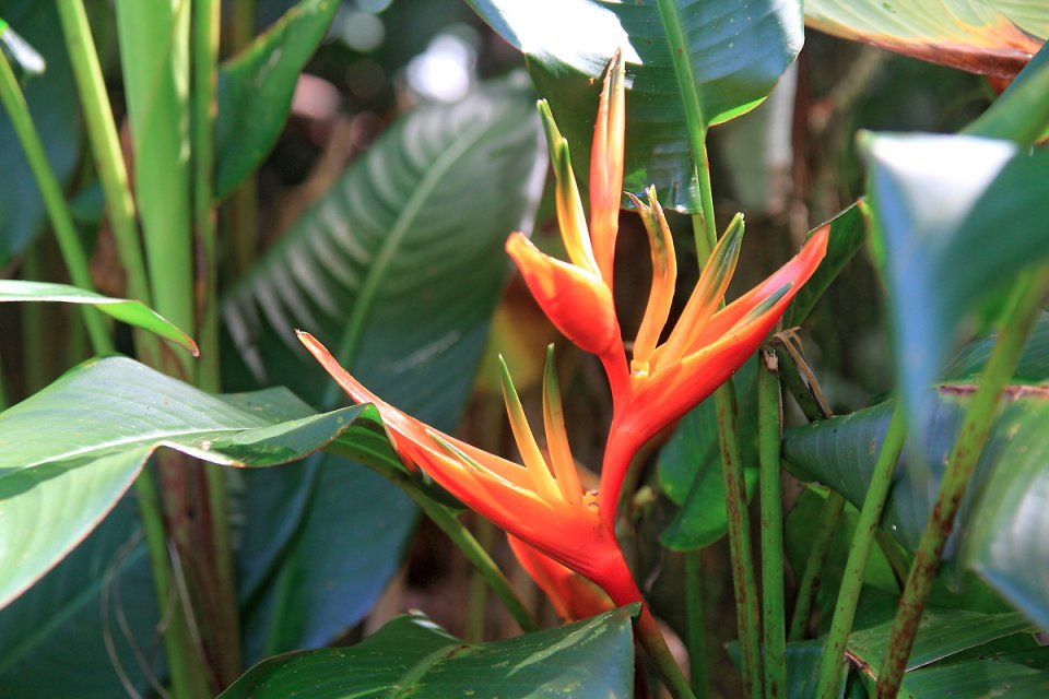 Fleur de balisier de Guadeloupe