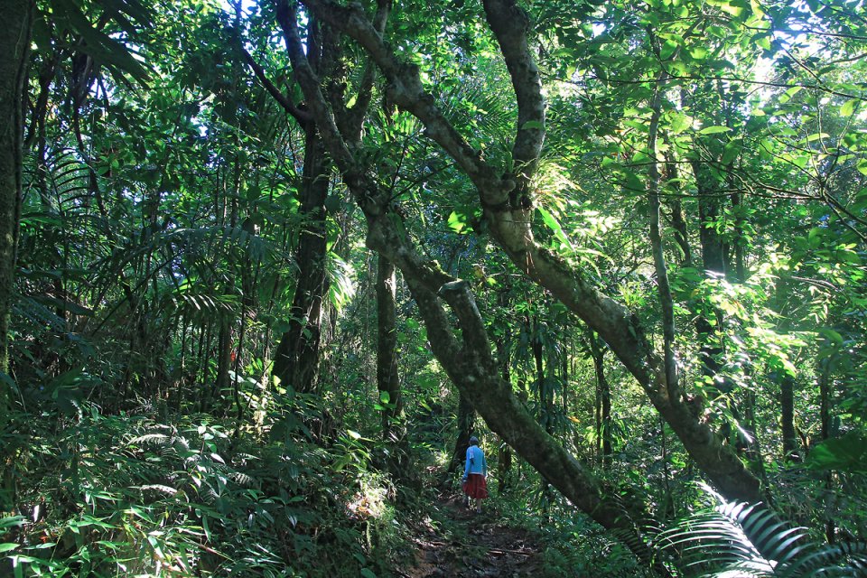 Progression dans la for�t humide