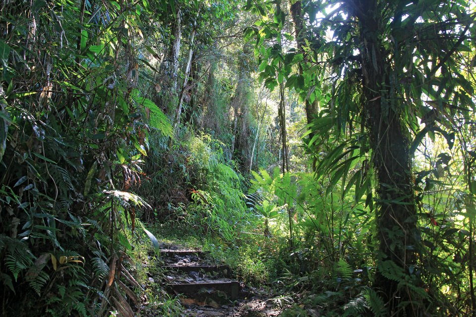 La v�g�tation est dense et magnifique