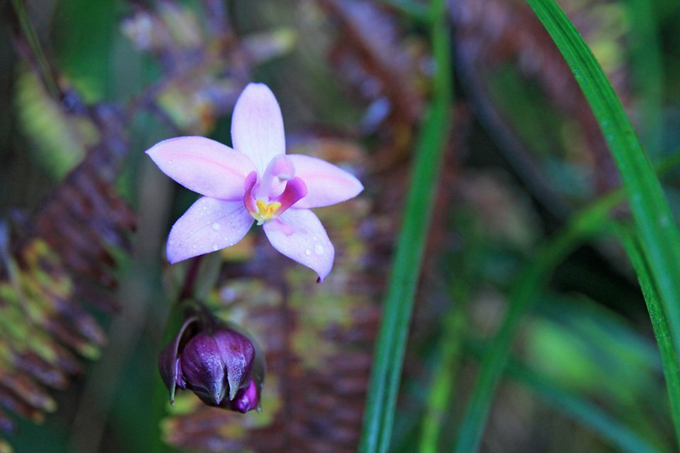 Une orchid�e de toute beaut�