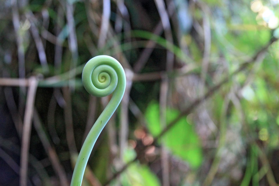 On d�couvre toute sorte de plantes dans cette for�t