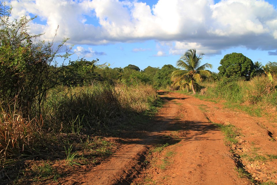 Sur le chemin qui p�n�tre dans la v�g�tation