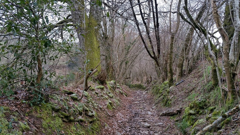 Le chemin s'enguffre dans la foret