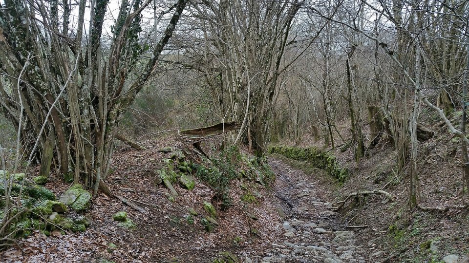 Pas un chat � l'horizon, les bois sont calmes