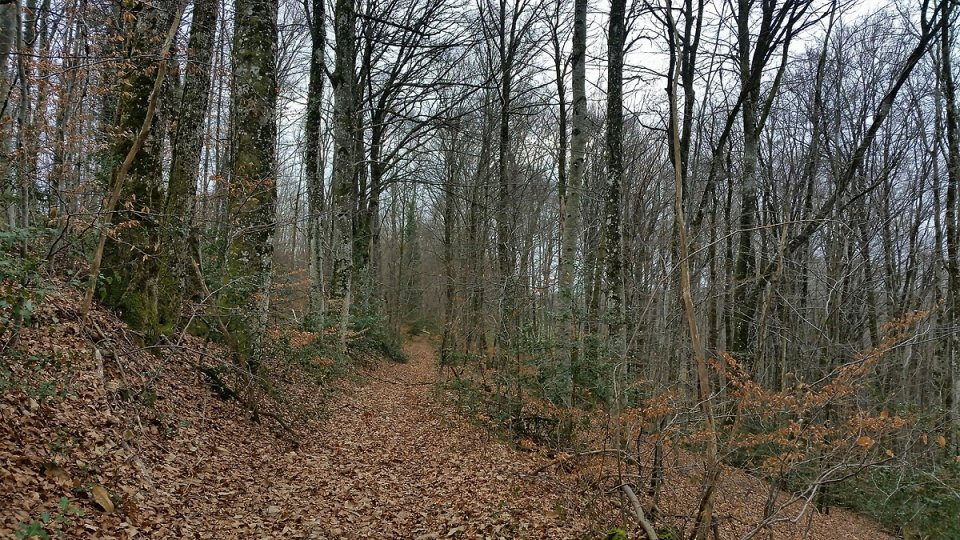 Un tapis de feuilles mortes 