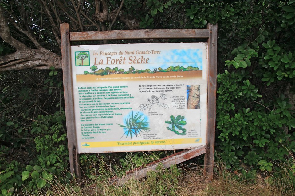 Balade dans la foret s�che, le pied !