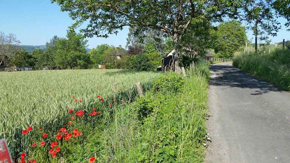 Sur la route, de jolis coquelicots
