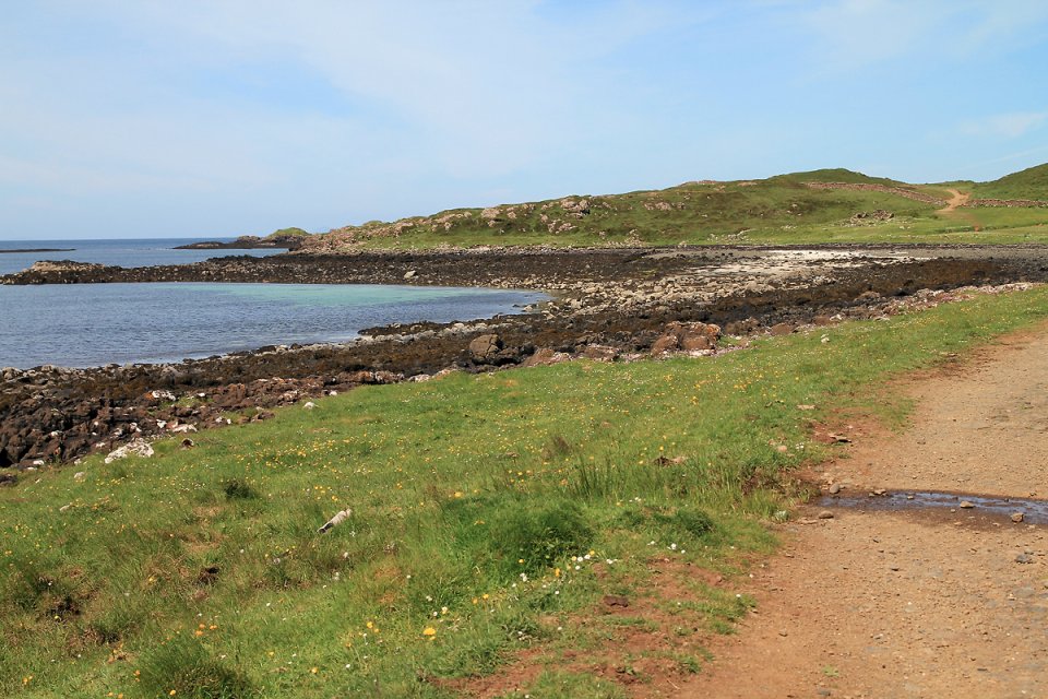 Des phoques jouent dans l'eau