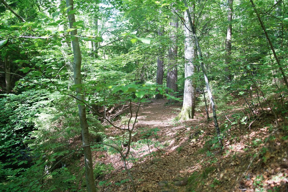 Dans les sous bois l'ombre est appr�ciable 