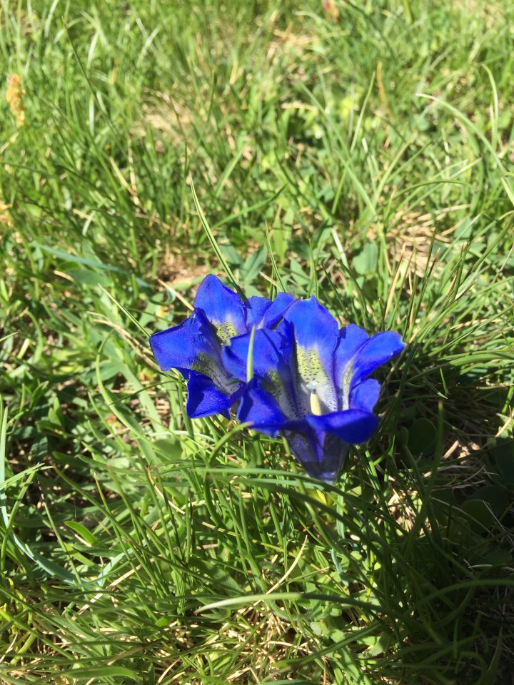 Fleur lors d'une randonne  Cauterets