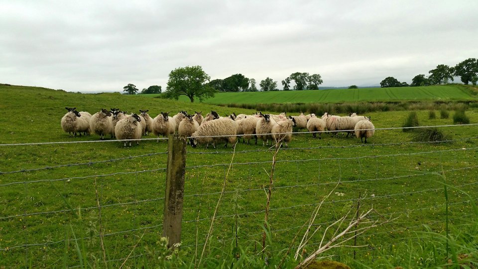 Dans un champs les moutons �cossais