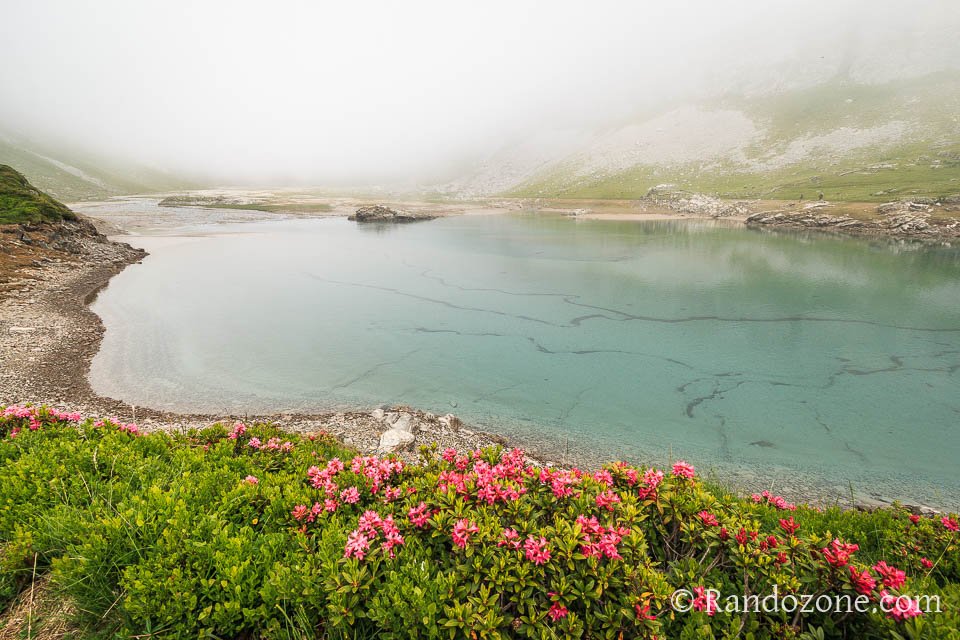Fleurs au lac d'Ossoue