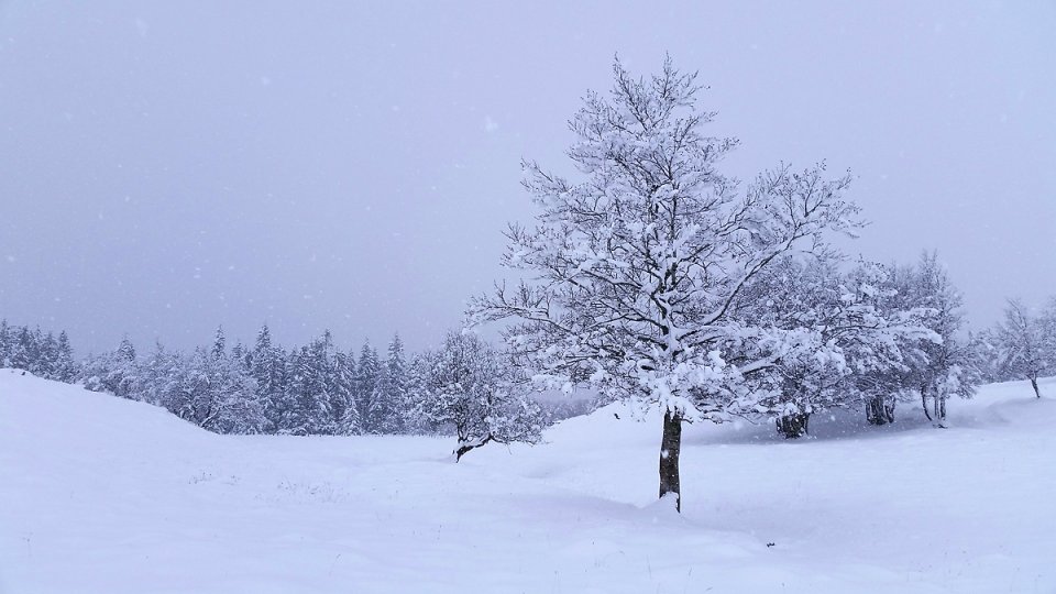 La neige tombe sur l'Aubrac