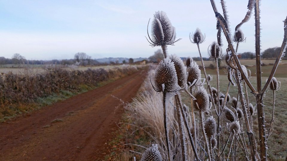 Des chardons bordent la piste de terre