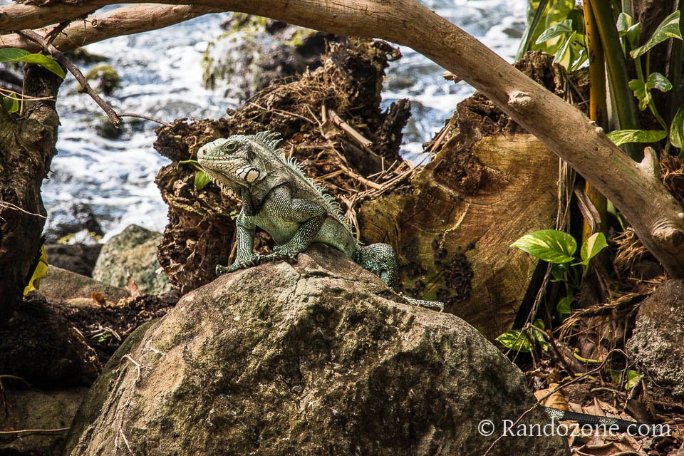 Un iguane nous observe