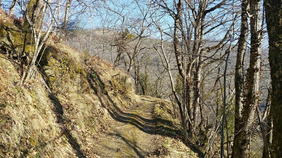 Sur le chemin bois de la htraie