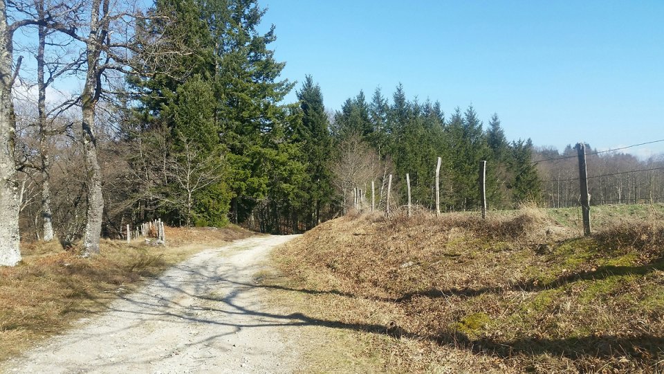 La piste qui va dans la fort