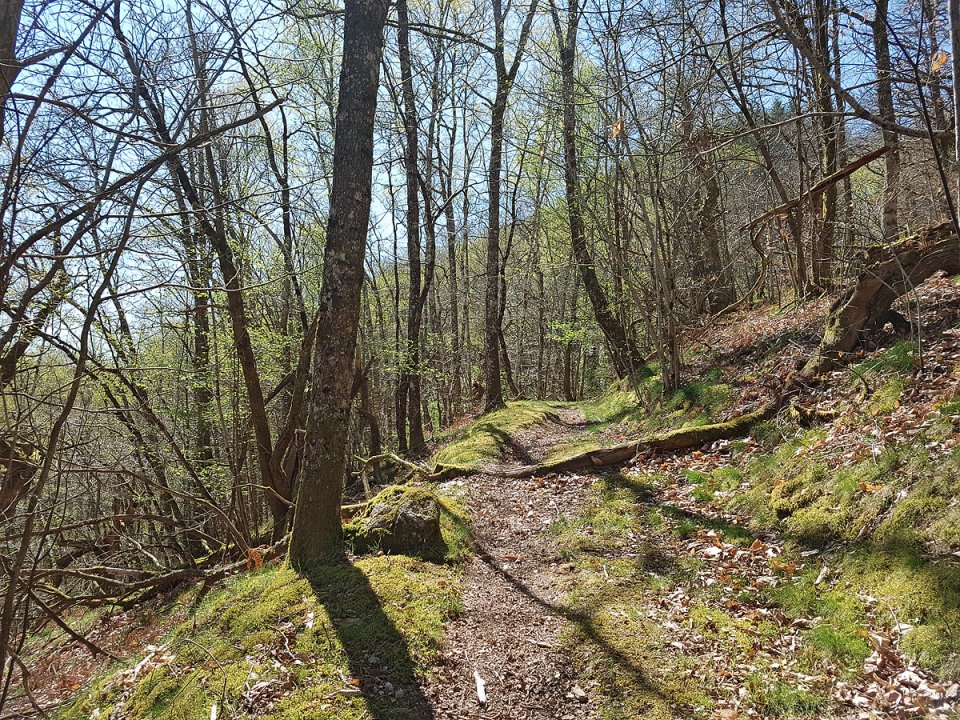 Le sentier qui grimpe dans le bois