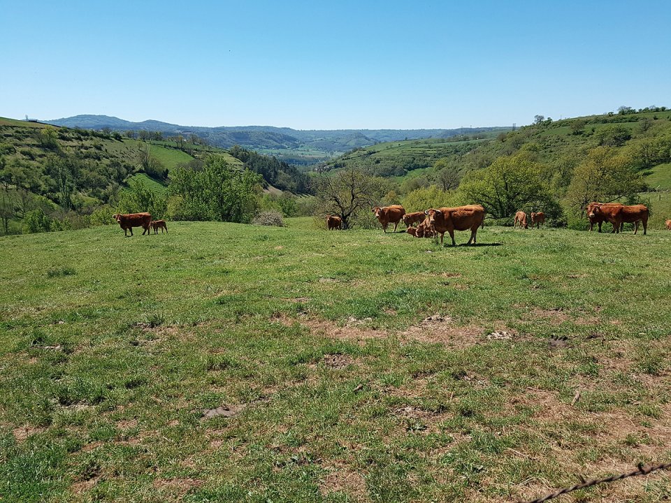 Un troupeau de vaches dans le pr�s