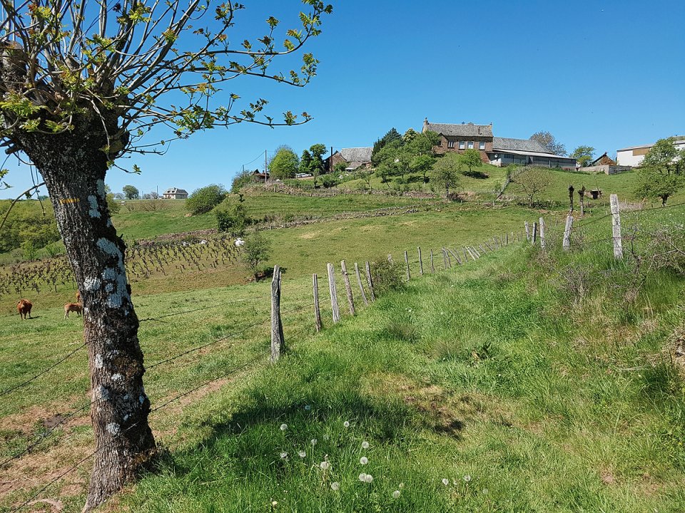 Sur le chemin qui monte � la ferme