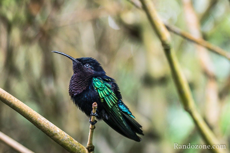 Colibri au jardin botanique de Deshaies