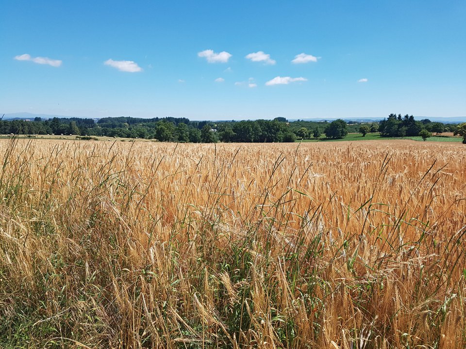Des bls et la nature au loin