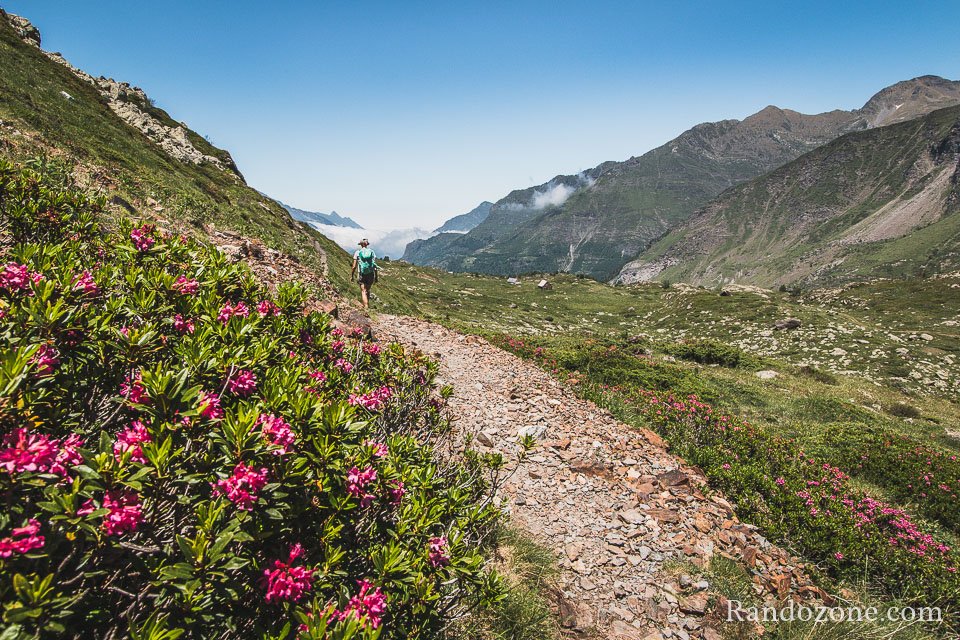 En plus, les rhododendrons sont en fleurs