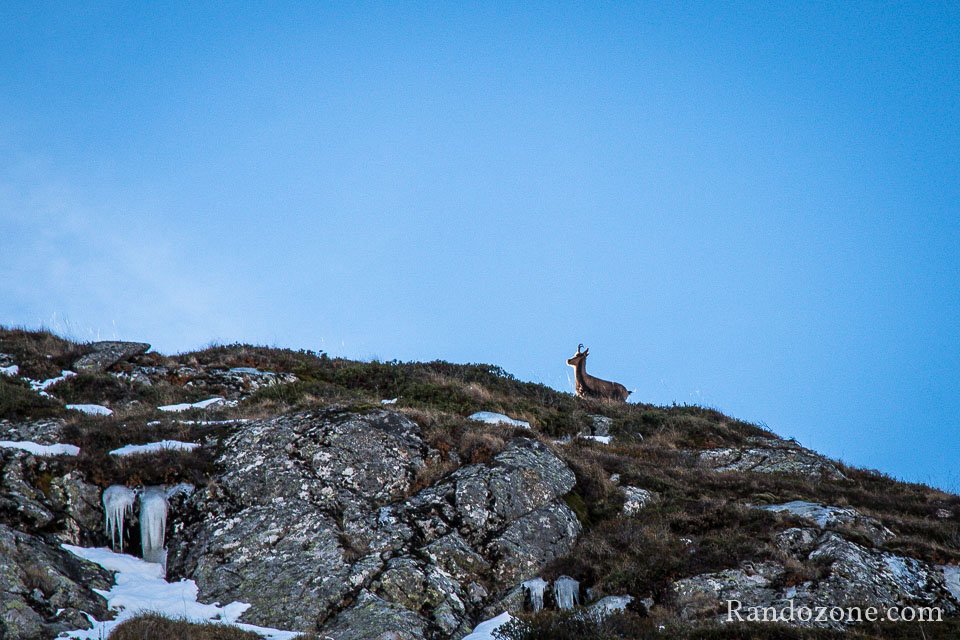 Un isard qui nous surveille