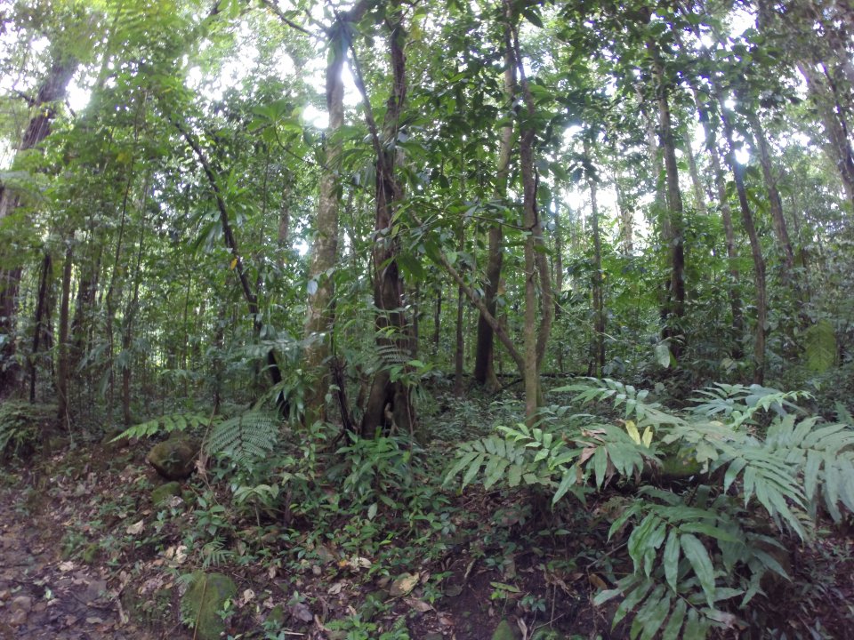 On continue dans la fort