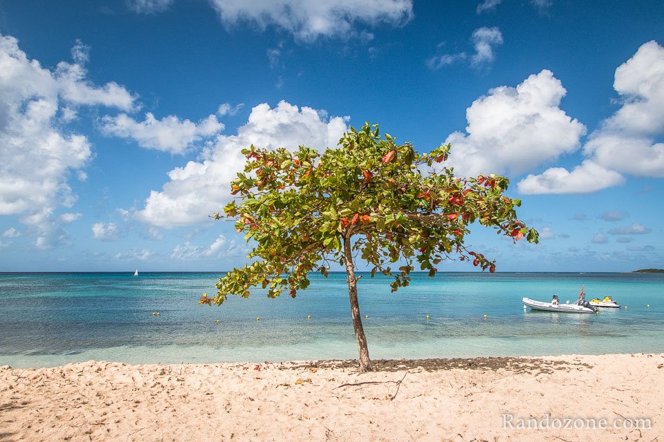 Plage de Guadeloupe
