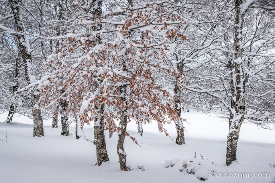 Arbres pleins de neige