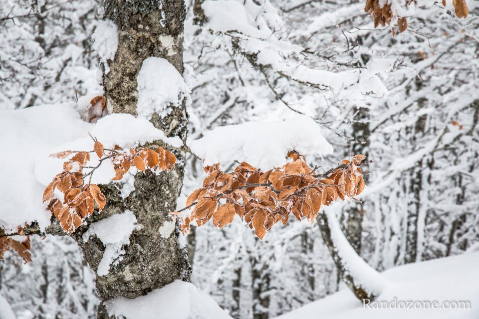 Gros plan sur quelques feuilles qui rsistent  l'hiver