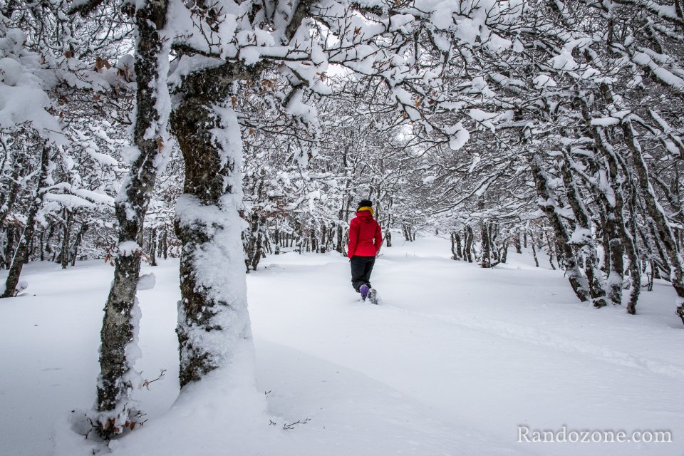 On marche sous les arbres dans la neige