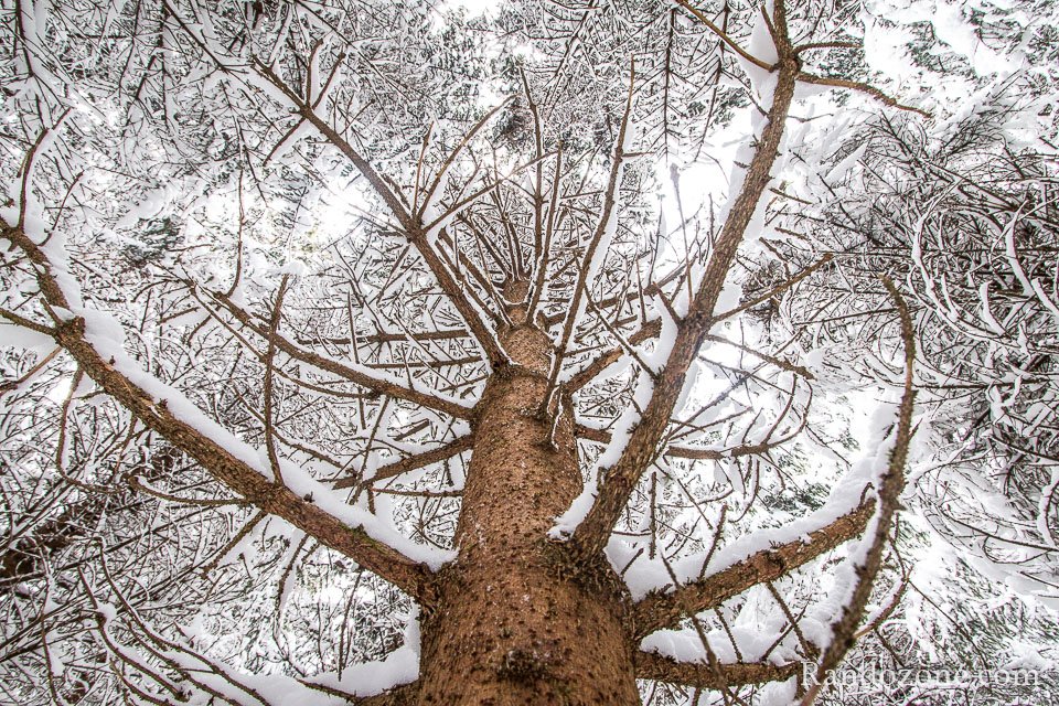 Dans la fort recouverte de neige