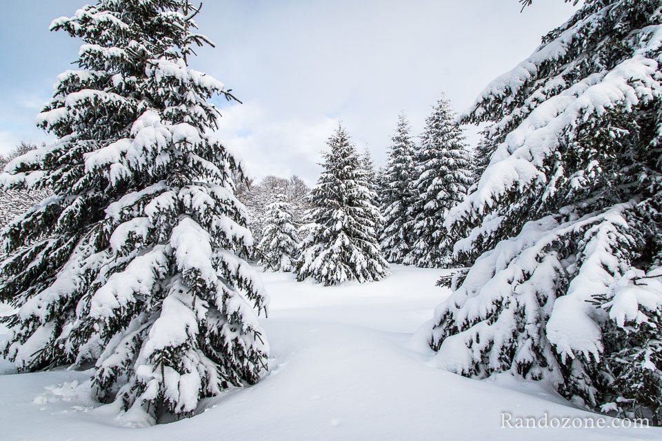 Encore des sapins sous la neige