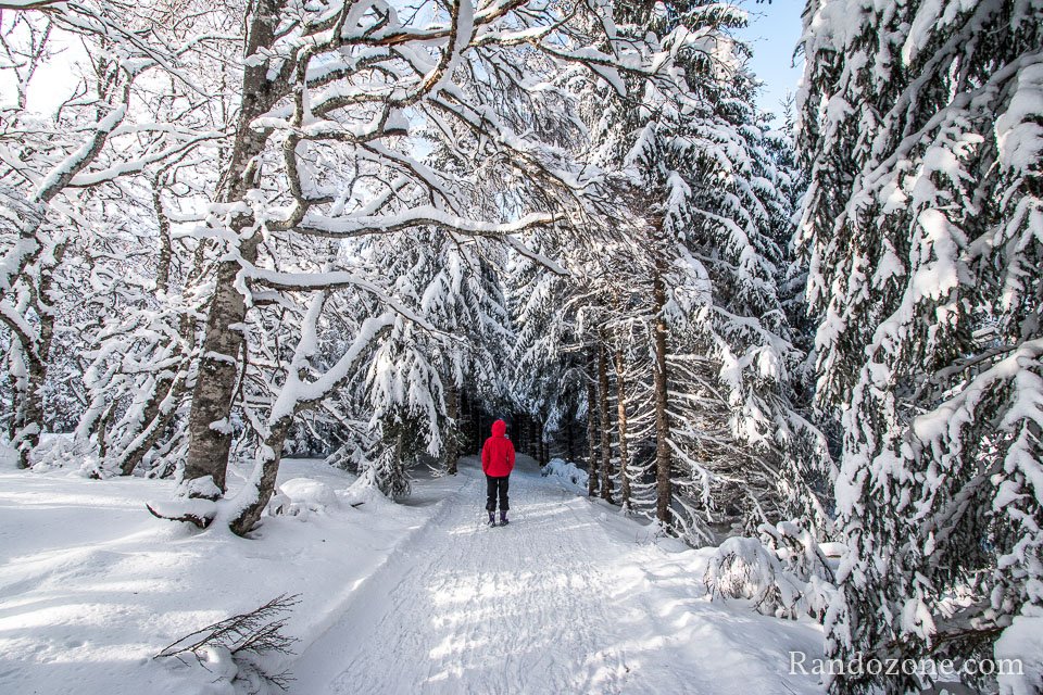 Le soleil claire la fort et la neige