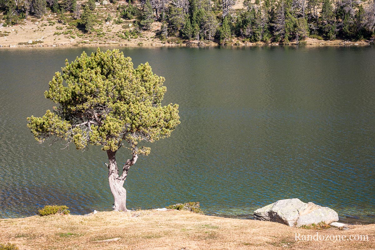 Arbre prs du lac d'Aumar