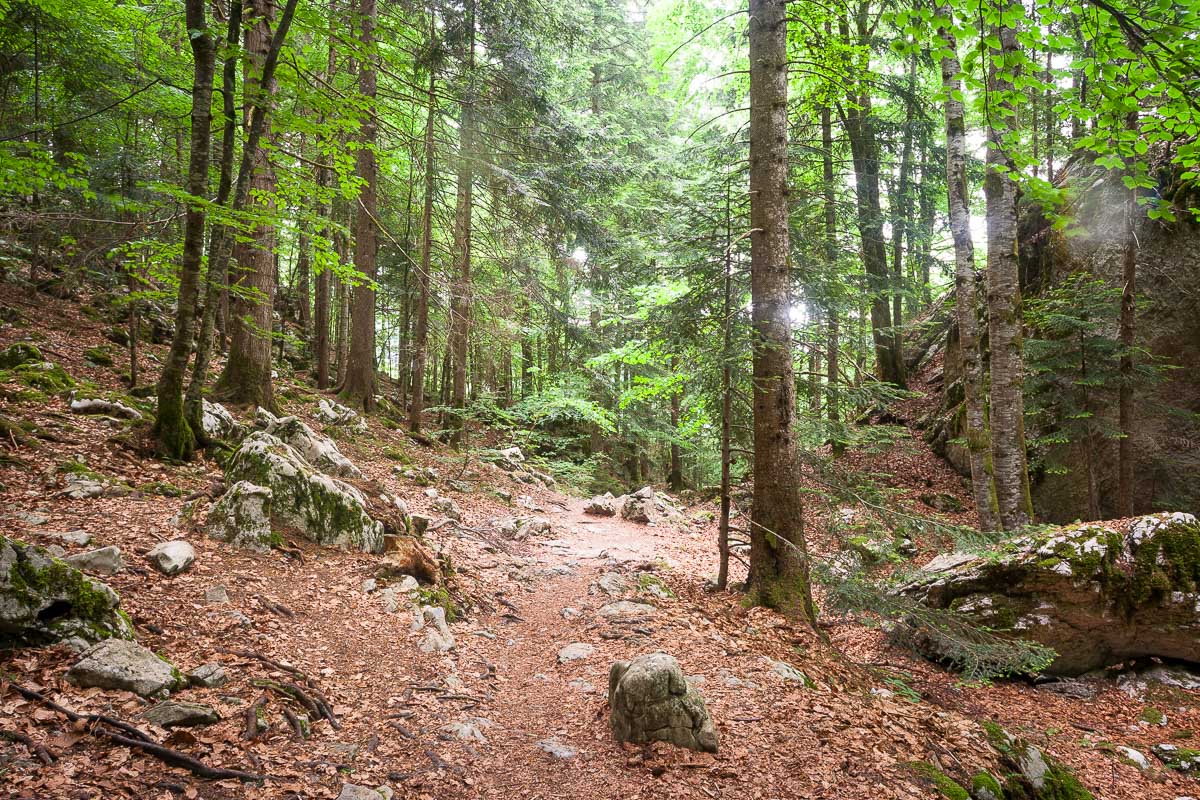 Forêt sur le sentier du retour, cirque de Saint-Même
