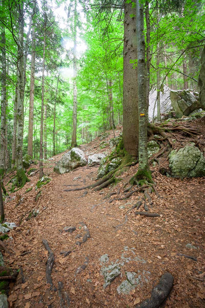 For&ecirc;t du Cirque de Saint M&ecirc;me - Chartreuse