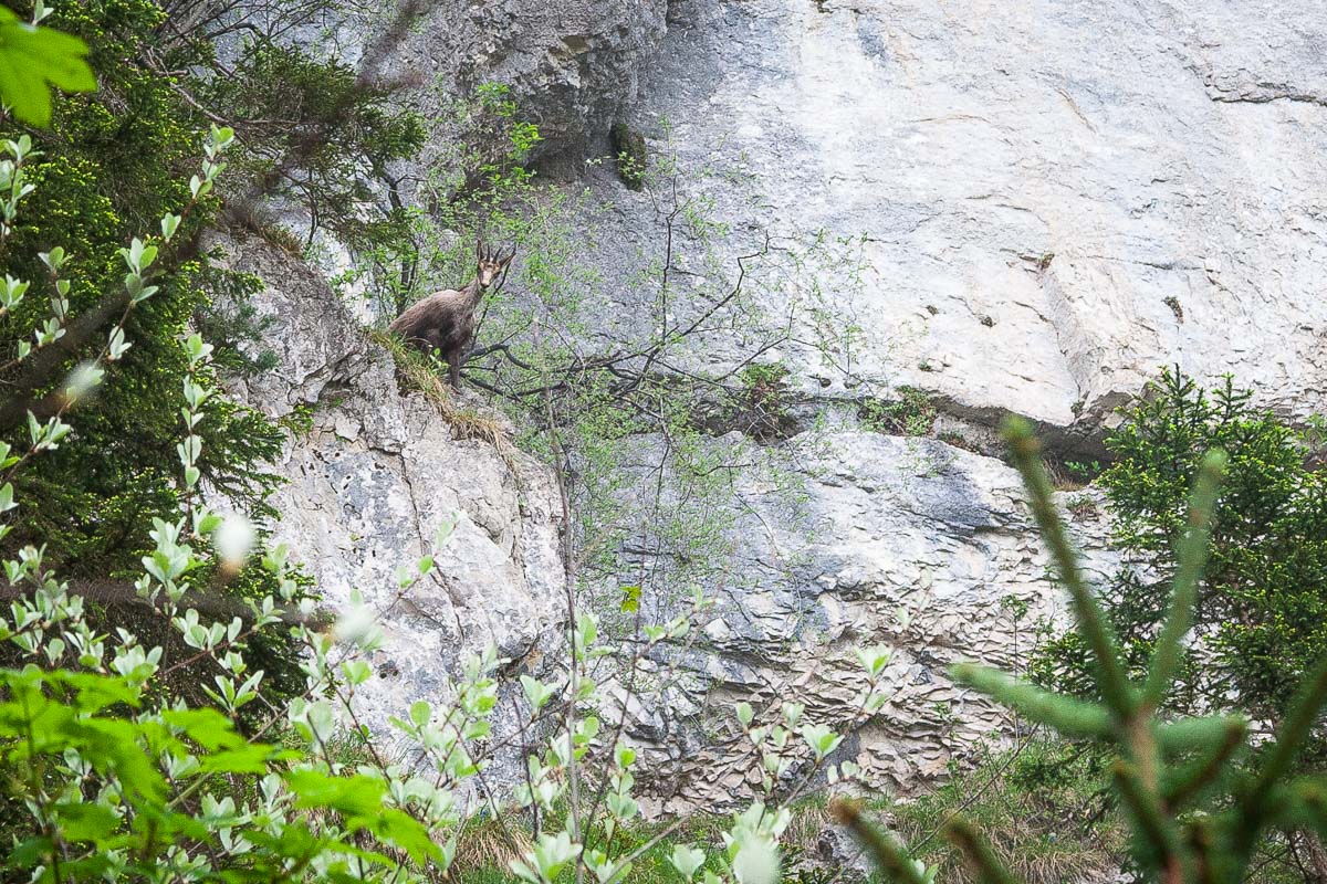 Quelqu'un est curieux dans le cirque de Saint M&ecirc;me