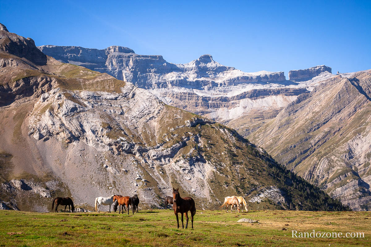 Chevaux sur le plateau  ct du refuge des Espuguettes
