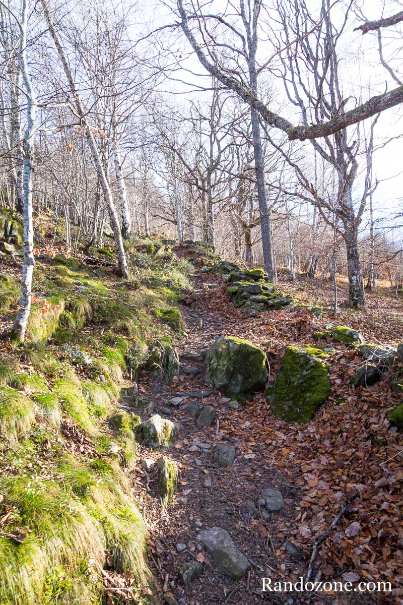 Le sentier monte dans la forêt