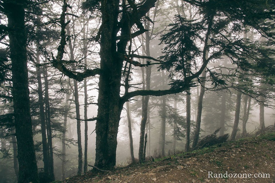 Les arbres ressemblent  des fantmes
