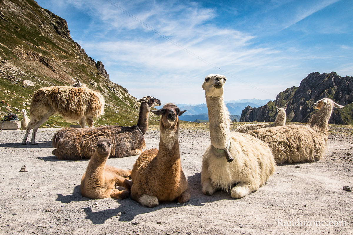 Les lamas au col de Sencours