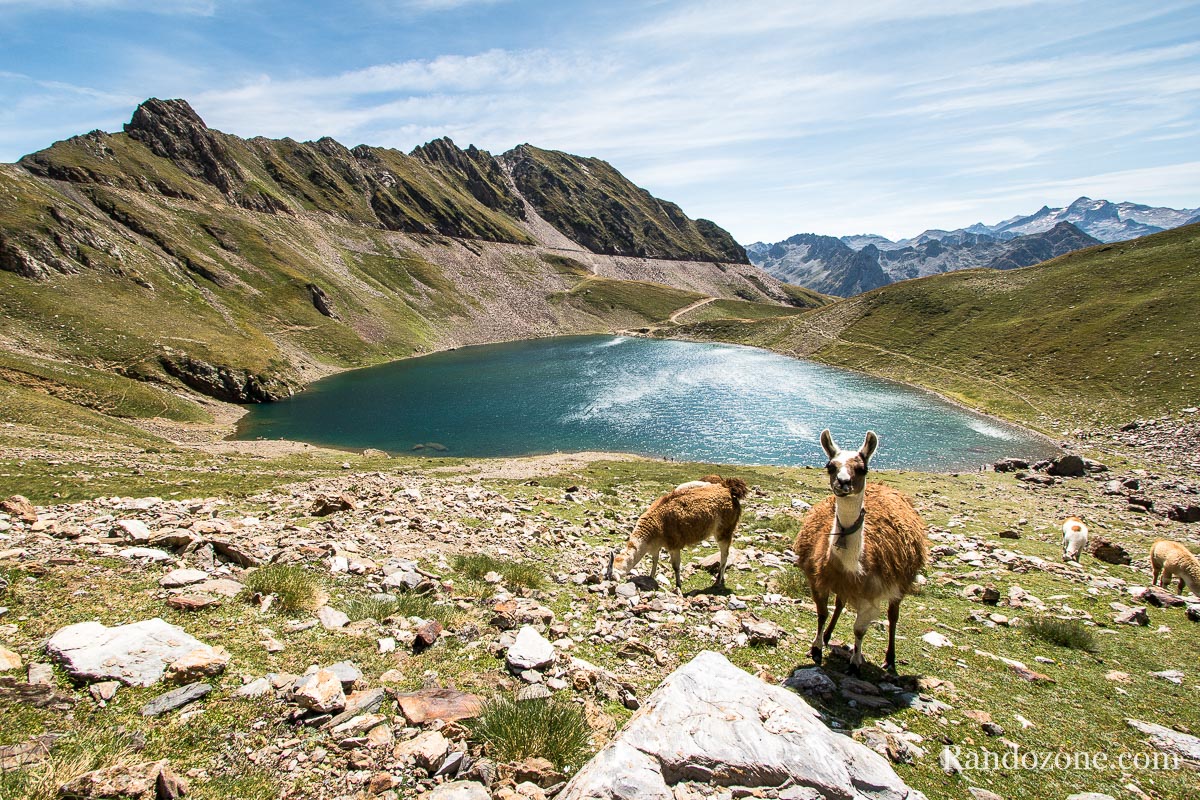 Lamas devant le lac d'Oncet
