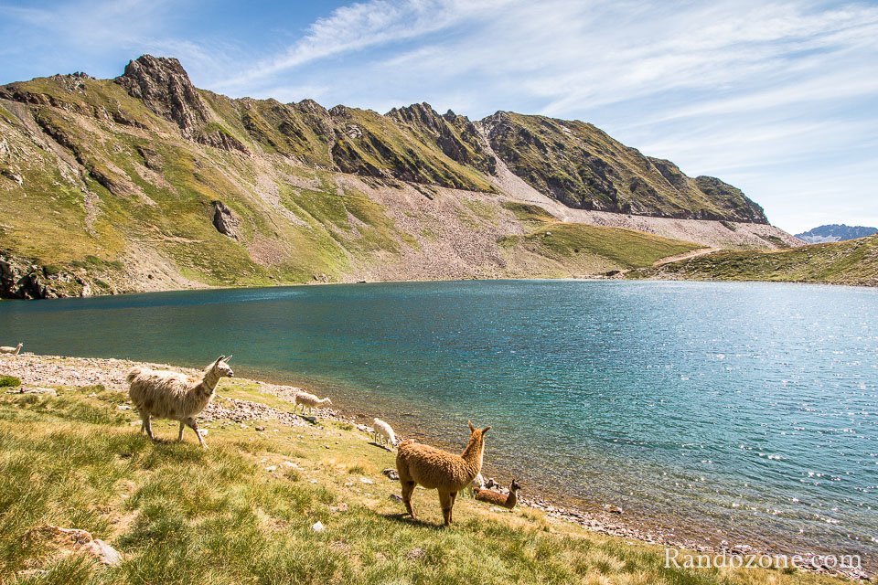 Encore des lamas