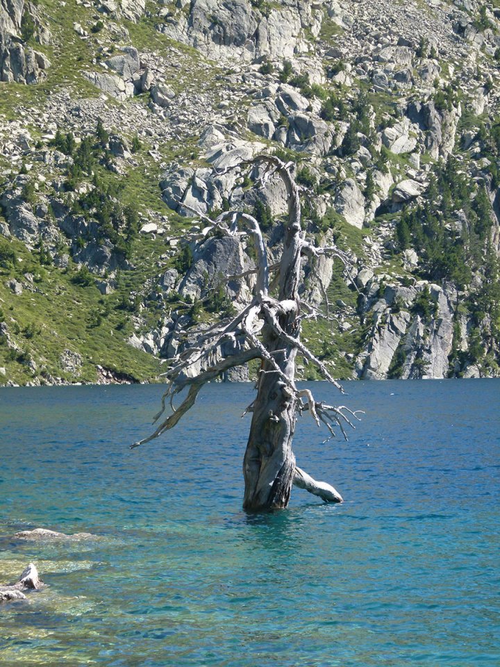 Arbre mort sur Estany Negre