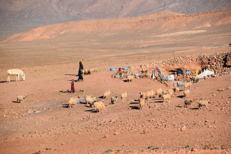 Les nomades avec le troupeau