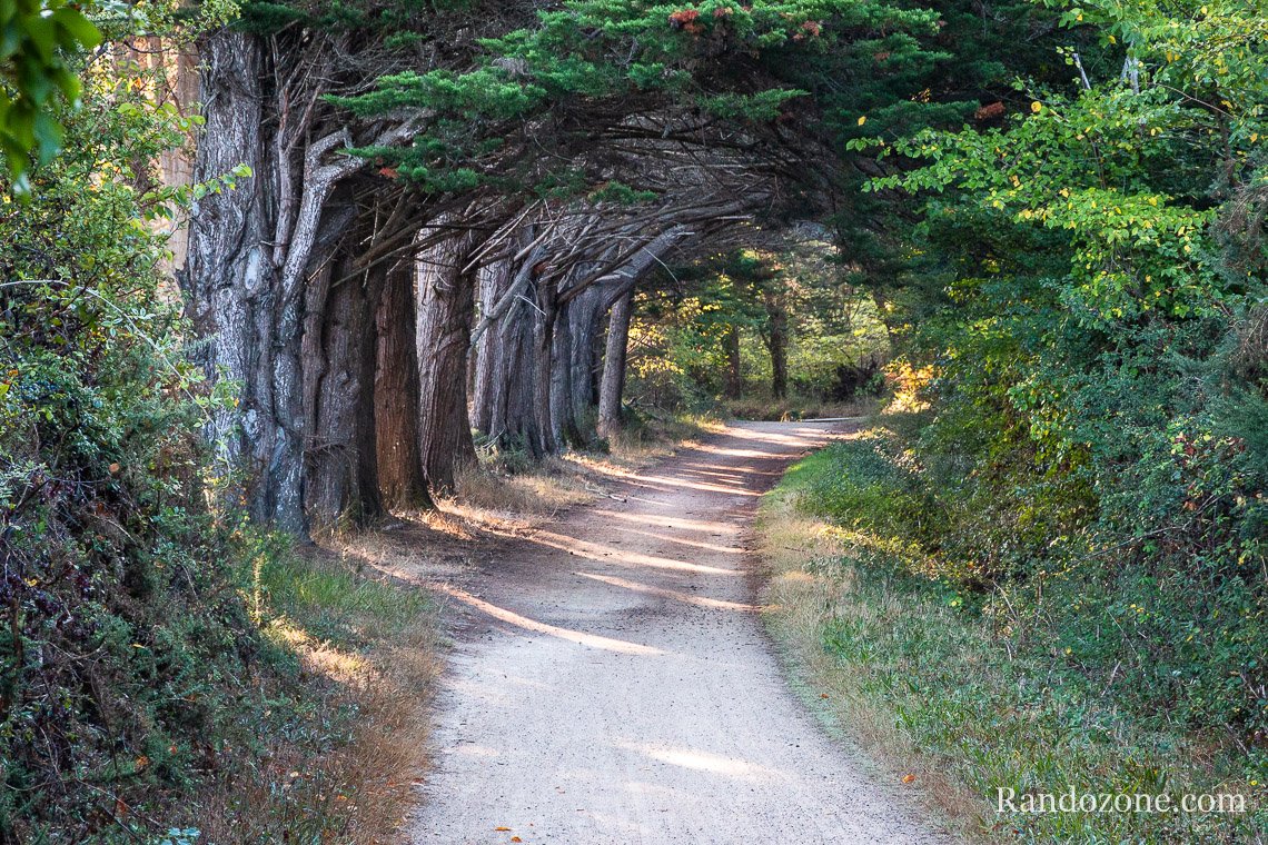 Beau passage sous les arbres sur l'le d'Yeu